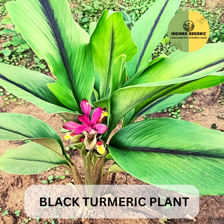 Black turmeric uses and healthy benefits. INDIANA ORGANIC