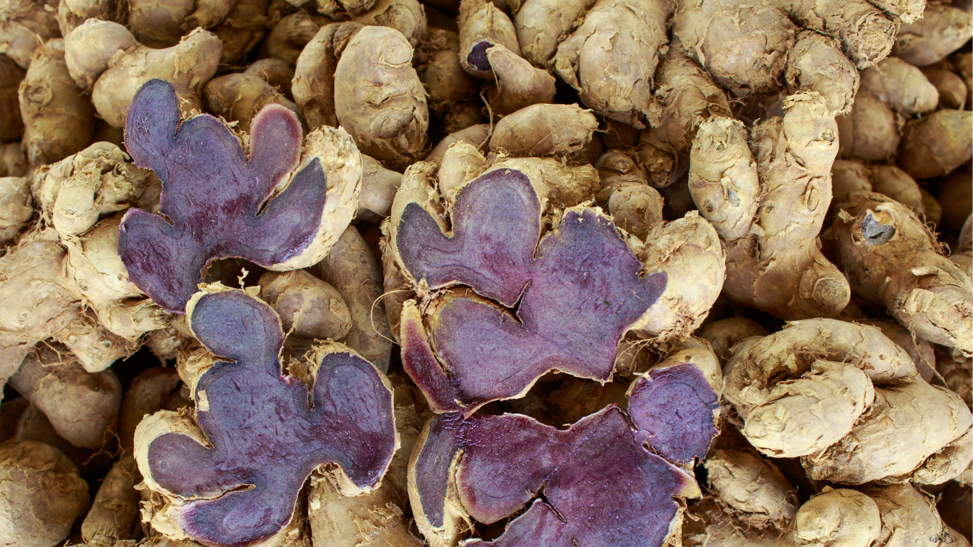 Black Ginger Powder: A Unique Herbal Ingredient & How to Use It