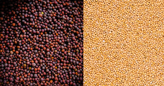 Mustard seeds uses & benefits, Black mustard or yellow mustard which is best?