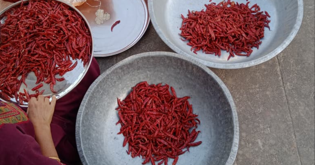 The Red Gold of Andhra: A Guide to Guntur Sannam Chillies