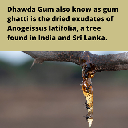 Dhwada gond, edible gum (Gum ghatti) Pure natural form