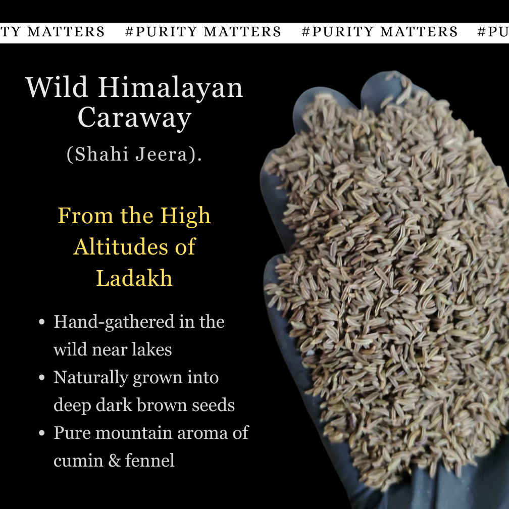 Wild Himalayan Caraway (Shahi Jeera) from Ladakh